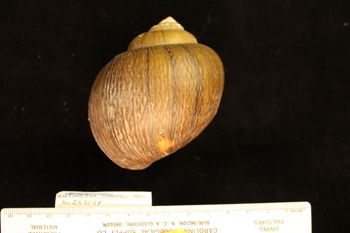Media type: image; Malacology 258089